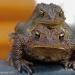 Bufo americanus